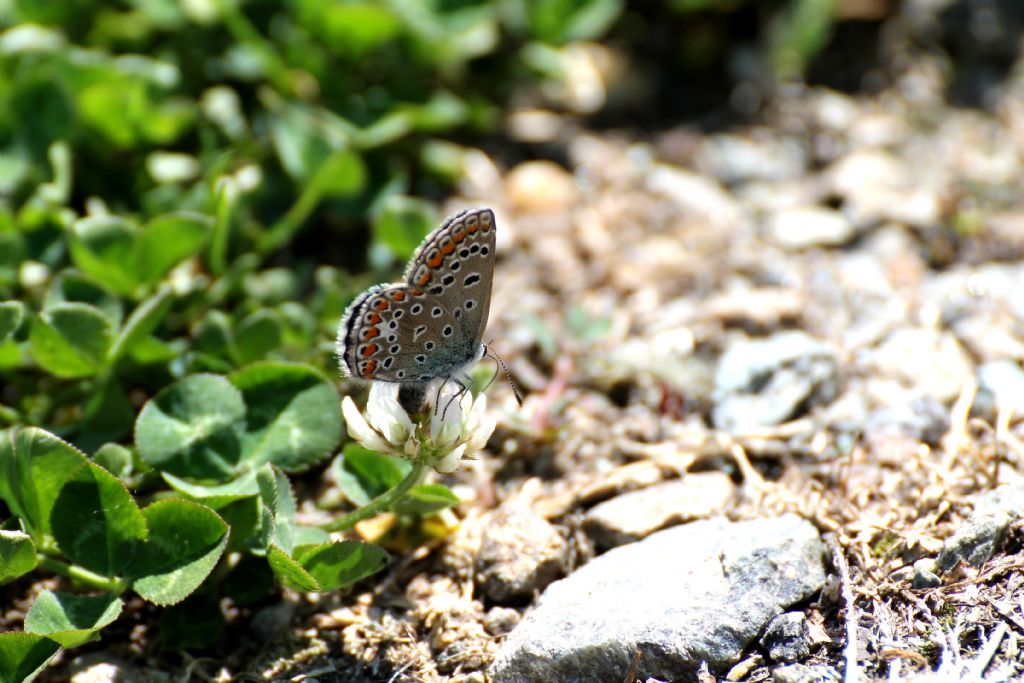 Polyommatus (Polyommatus) icarus